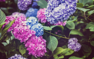 The Cape Cod Hydrangea Society – Propagation (members only)