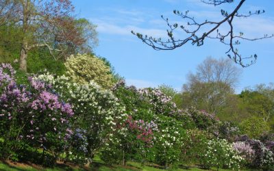 Arnold Arboretum Excursion