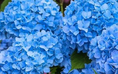 Hydrangeas 101 at Heritage Museums & Gardens