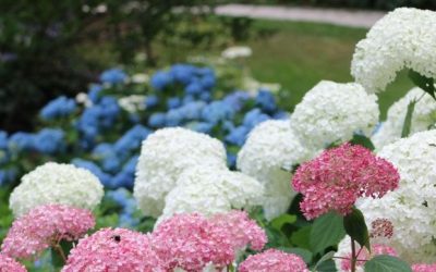 Pruning Hydrangeas: Step 1 – Regenerative Pruning for All Major Species
