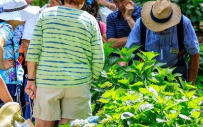 Hydrangea Planting and Replanting  May 9, 2026 10:00 – 12:00 Heritage Museums & Gardens