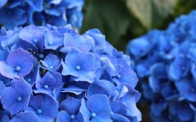 Growing Hydrangeas in Containers