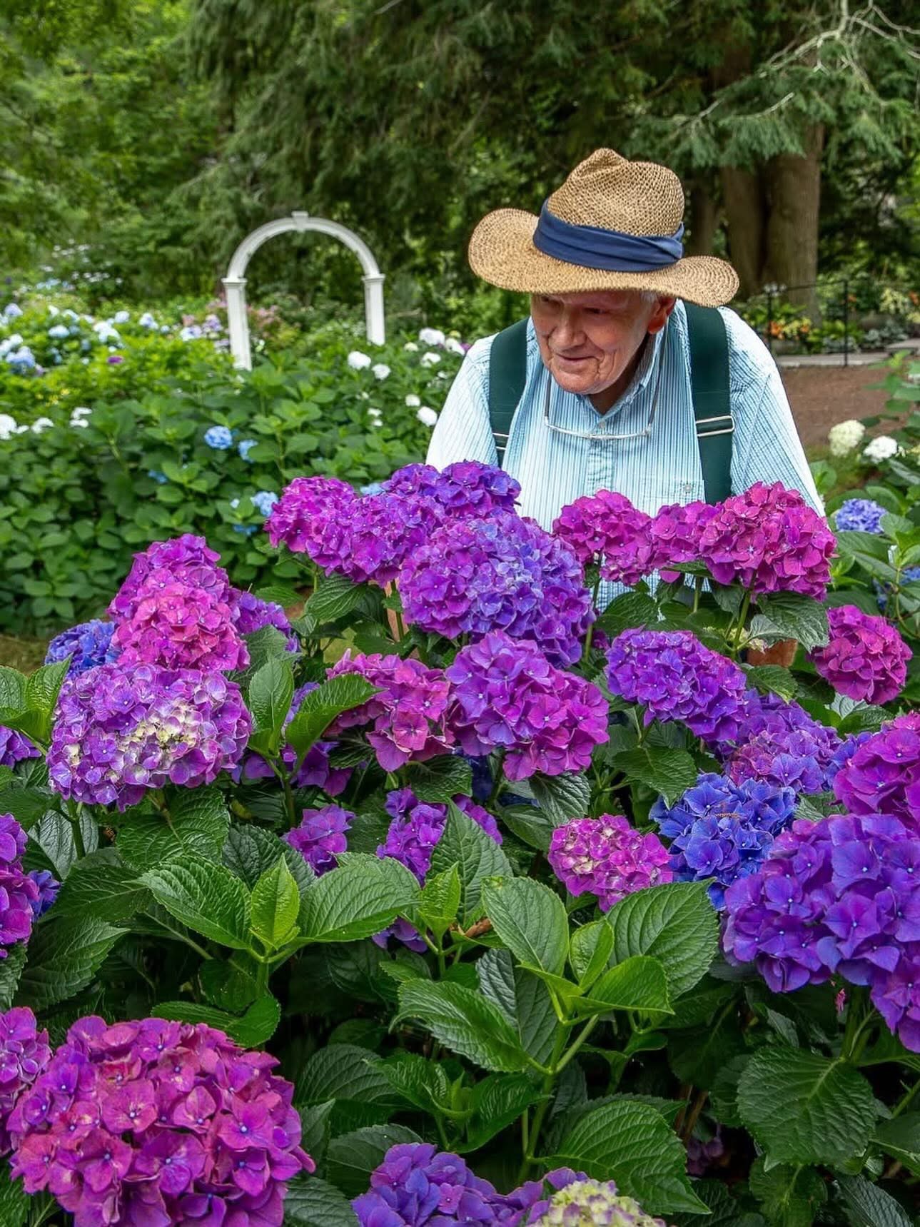 Hydrangea Winter Protection Strategies Workshop
